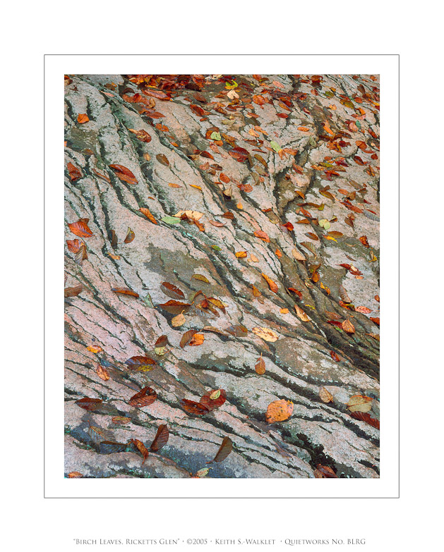 Birch Leaves, Ricketts Glen, 2005