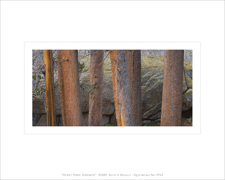 Picket Pines, Yosemite, 2001