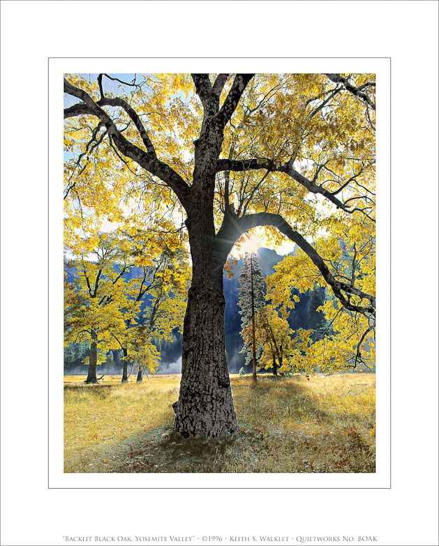 Backlit Black Oak, Yosemite Valley, 1996