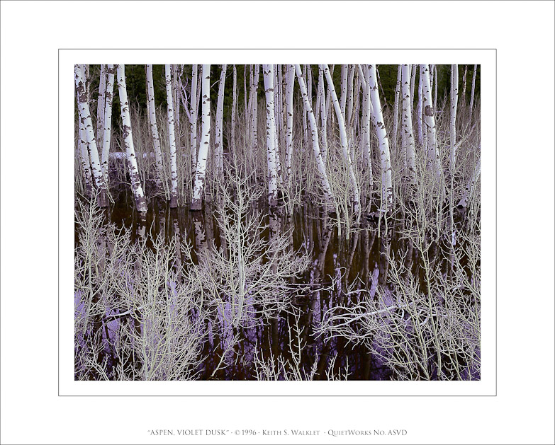 Aspen, Violet Dusk, 1996