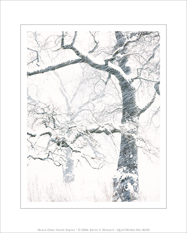 Black Oaks, Snow Squall, 2006