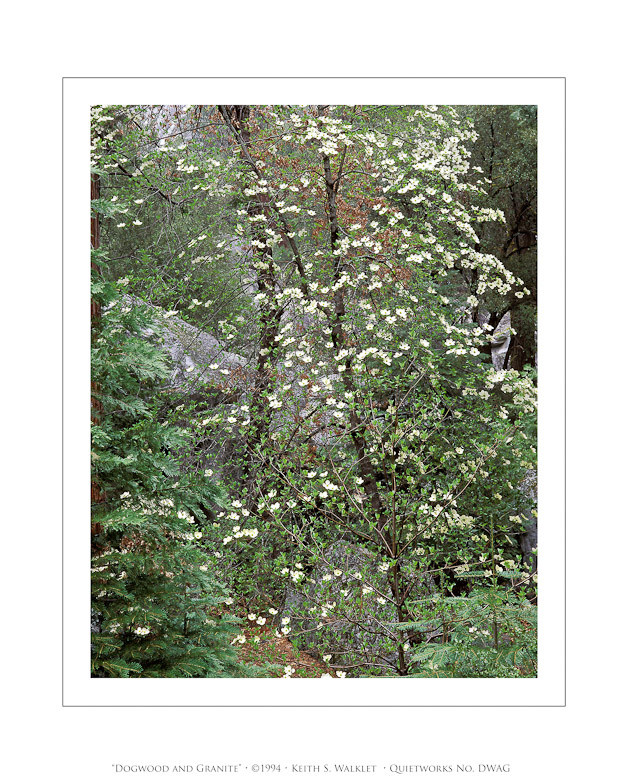 Dogwood and Granite, 1994