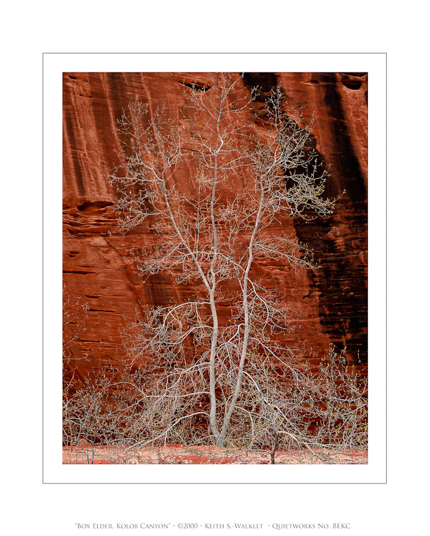 Box Elder, Kolob Canyon, 2000