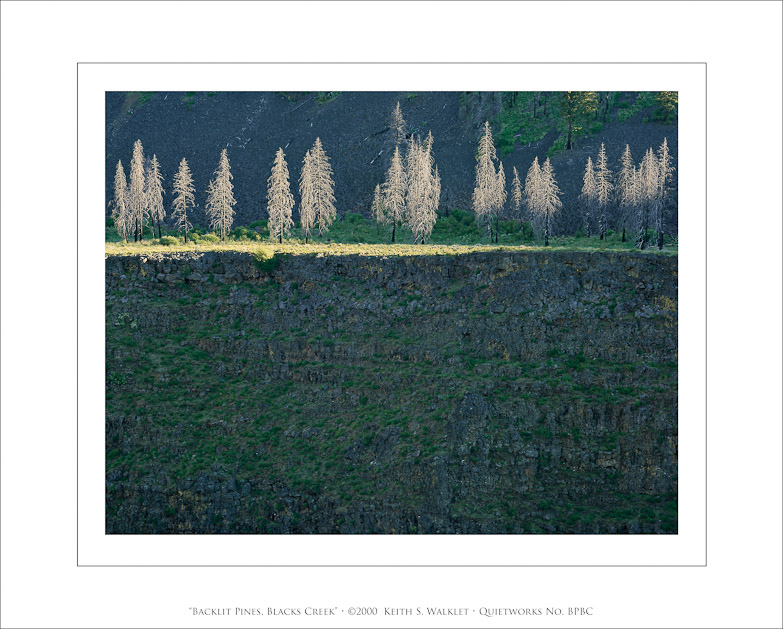Backlit Pines, Blacks Creek, 2000