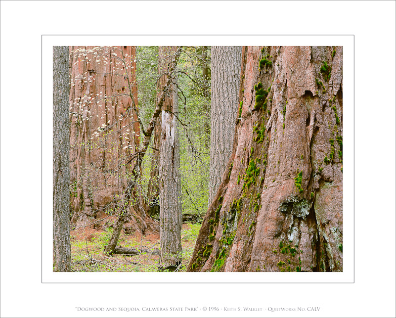 Dogwood and Sequoia, Calaveras State Park, 1996