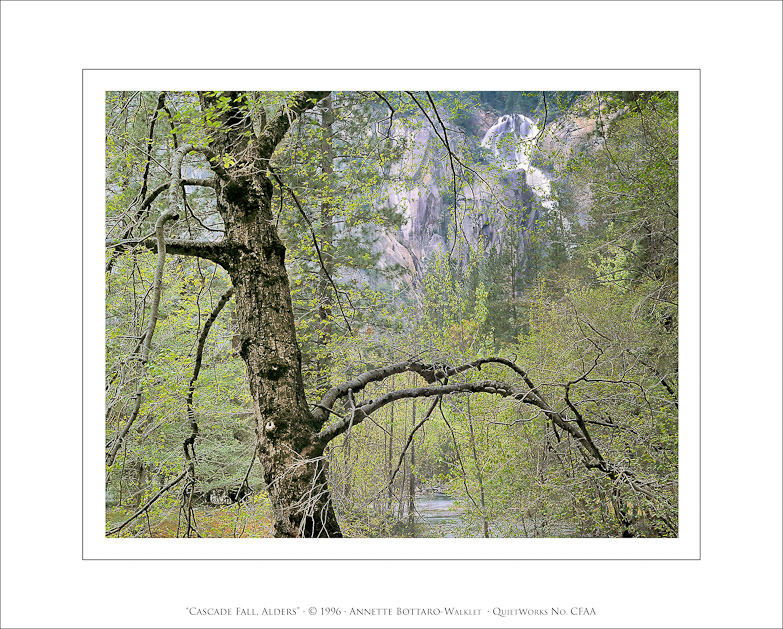 Cascade Fall, Alders, 1996