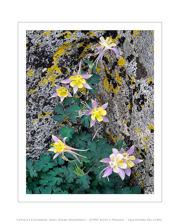 Covilles Columbine, Ansel Adams Wilderness, 1990