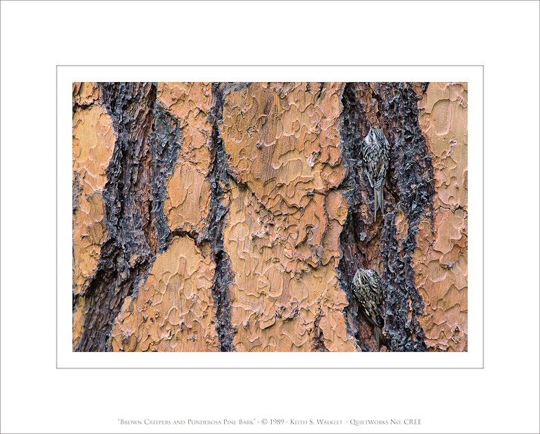 Brown Creepers and Ponderosa Pine Bark, 1989 