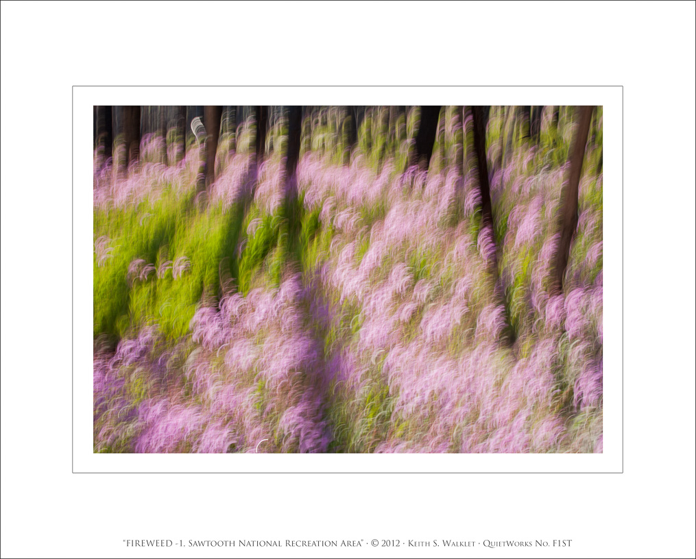 Fireweed-1, Sawtooth National Forest, 2008