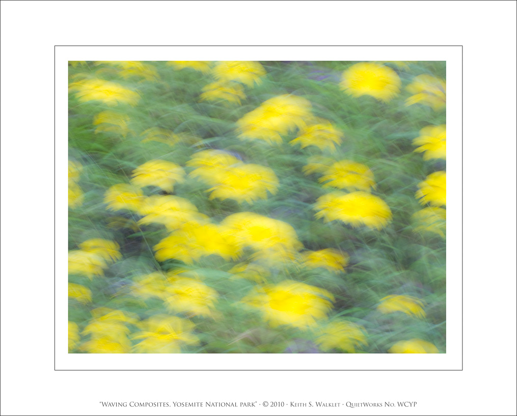 Waving Composites, Yosemite National Park, 2010