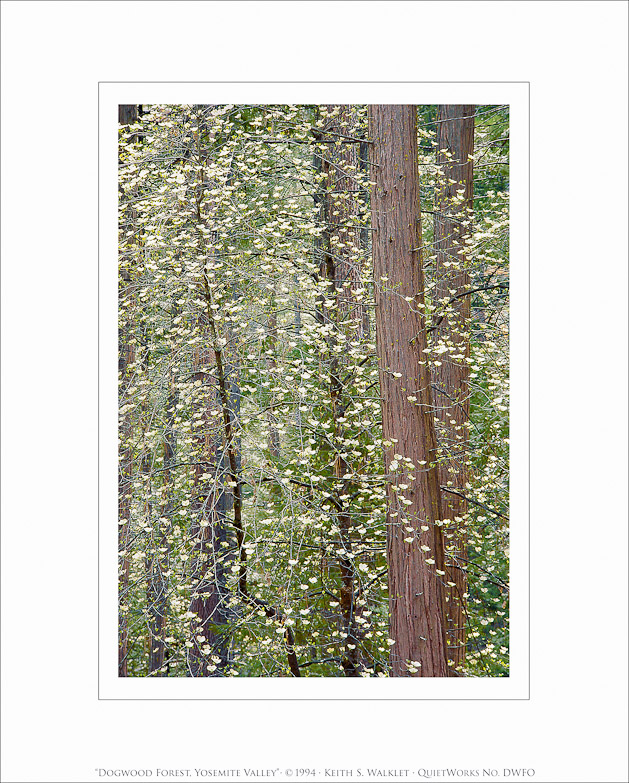 Dogwood Forest, Yosemite Valley, 1994