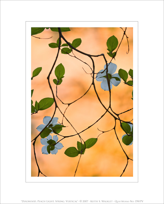 Dogwood, Peach Light, Spring, Vertical, 2007