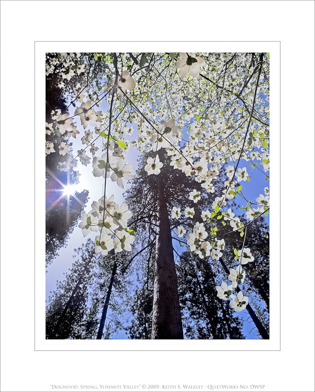 Dogwood, Spring, Yosemite Valley, 2005