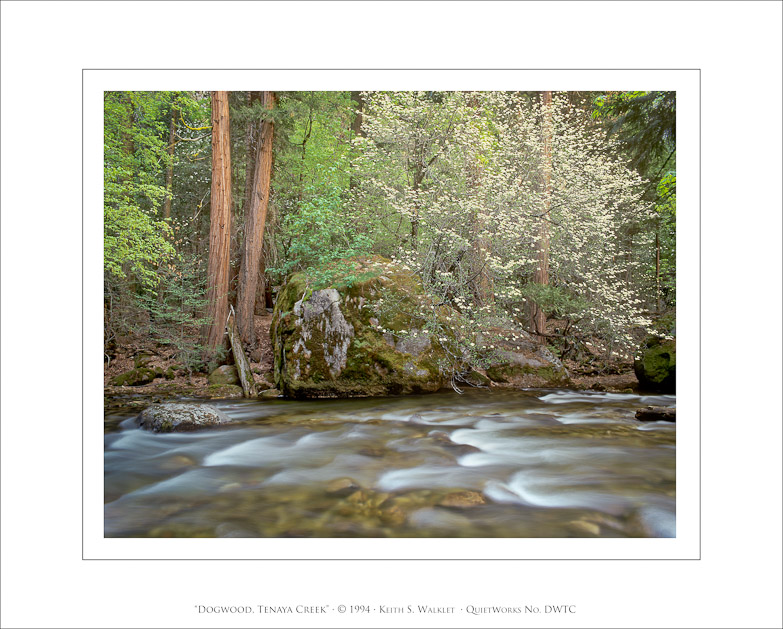 Dogwood and Tenaya Creek, 1994