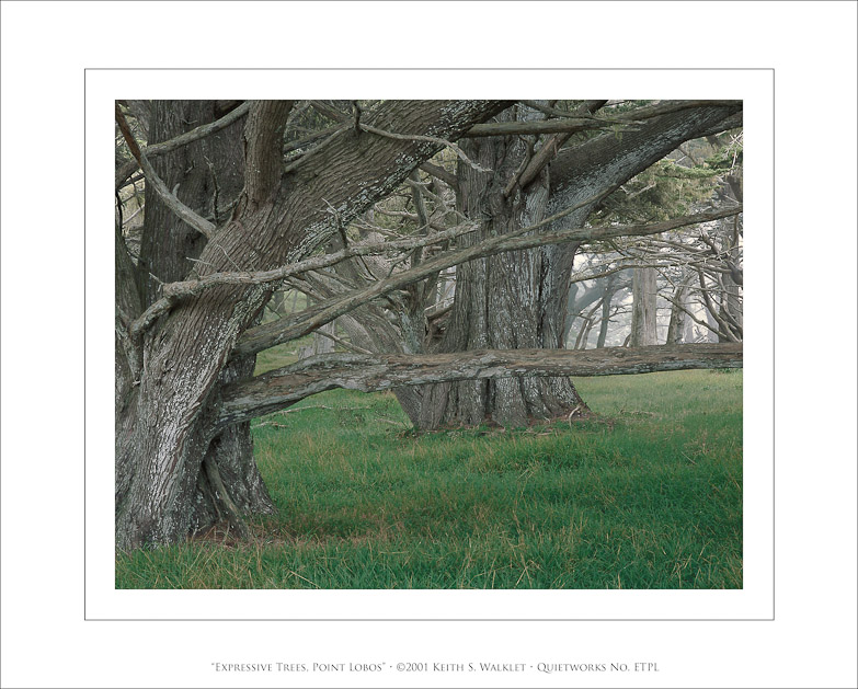 Expressive Trees, Point Lobos, 2001
