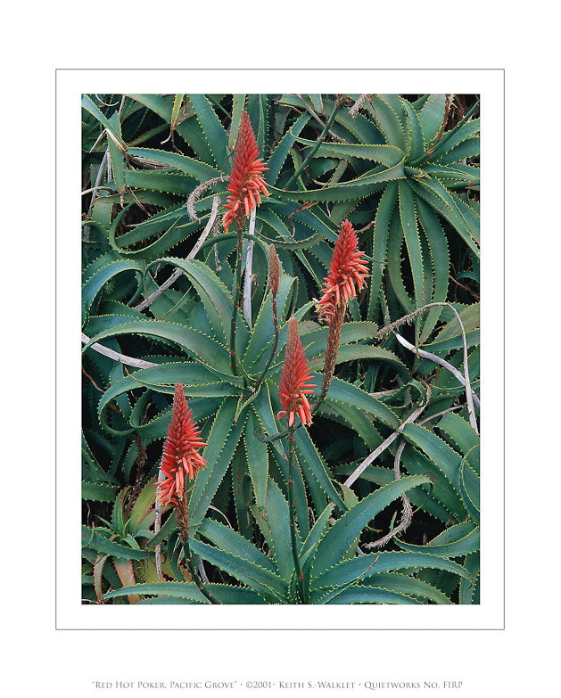 Red Hot Poker, Pacific Grove, 2001
