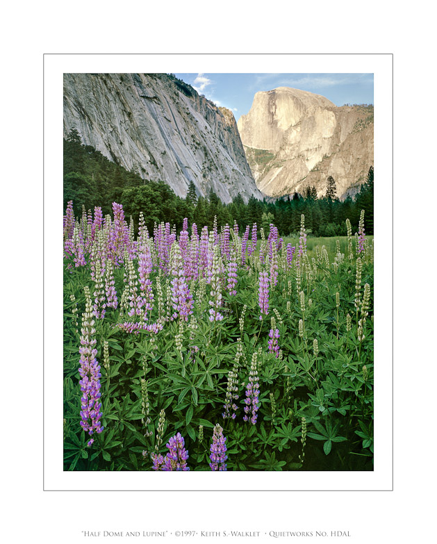 Half Dome and Lupine, 1997