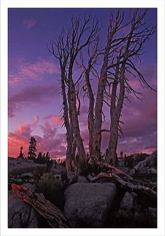 dngt_8x10_iview_5x7_gs.jpg
