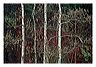 ahwa_8x10_iview_5x7_gs