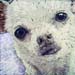 LBRD-2 1212 SHUPiphoto 6x6