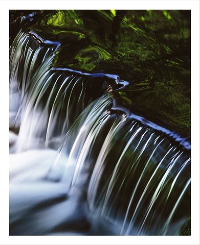 fern_8x10_iview_5x7_gs_5x7_.jpg