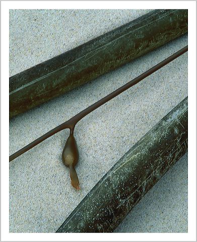 kelp_5x7s.jpg