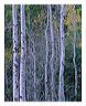 atsn_8x10_iview_5x7_gs