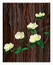 dwcd_new_5x7_shup
