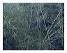 scfm_5x7_shup